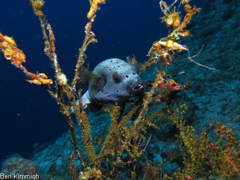 Arothron nigropunctatus, Schwarzflecken Kugelfisch