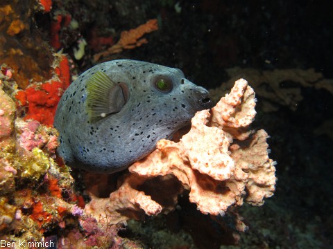 Arothron nigropunctatus, Schwarzflecken Kugelfisch