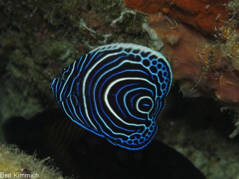 Pomacanthus imperator, Imperator Kaiserfisch