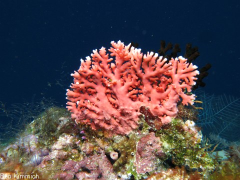 Millepora sp., Feuerkoralle