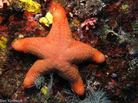 Choriaster granulatus, Walzenstern