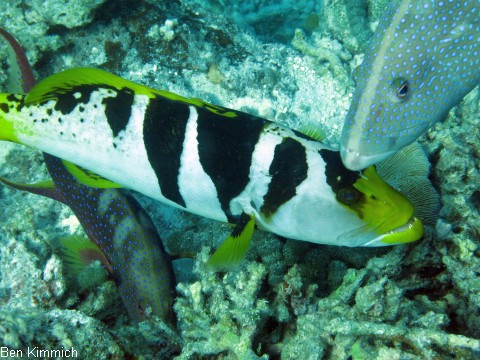 Plectropomus laevis, Sattel-Forellenbarsch