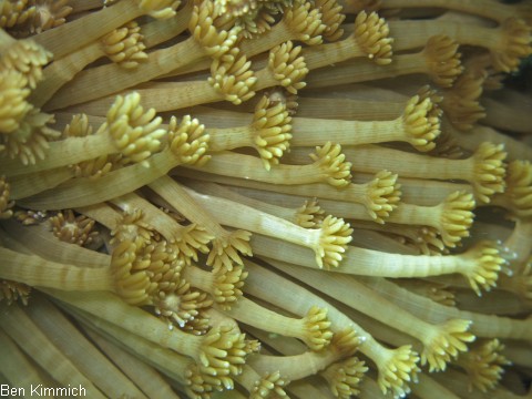 Goniopora, Margerittenkoralle