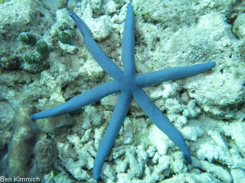 Linckia laevigata, Blauer Seestern