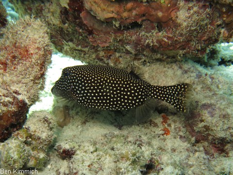Ostracion meleagris, Wei t fpel-Kofferfisch