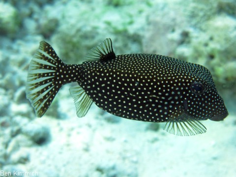 Ostracion meleagris, Wei t fpel-Kofferfisch