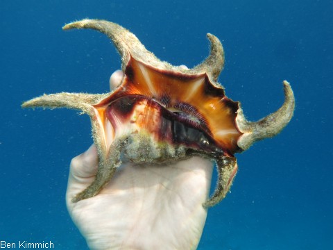 Lambis, Flgelschnecke