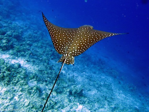 Aetobatus narinari, Adlerrochen