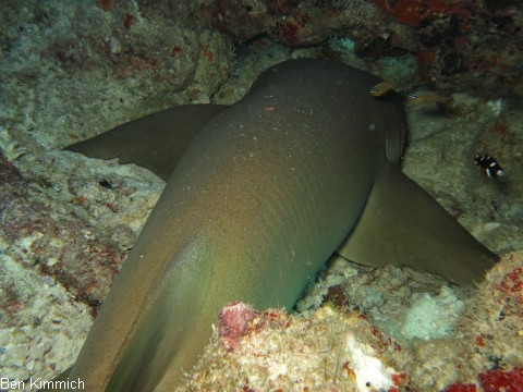 Nebrius ferrugineus, Ammenhai