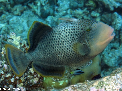 Pseudobalistes flavimarginatus, Drckerfisch