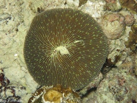 Cycloseris, Gropolypige Steinkoralle