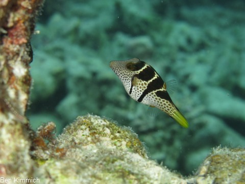 Canthigaster valentini, Sattel- Spitzkopfkugelfisch