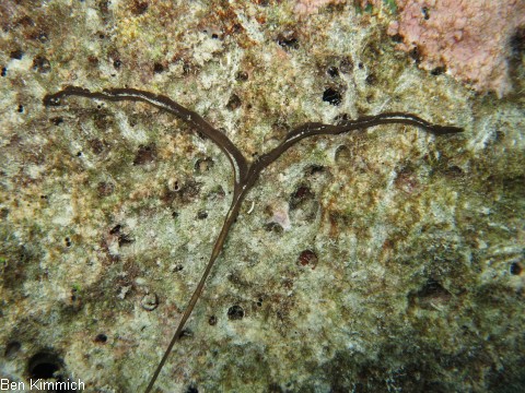Wurm