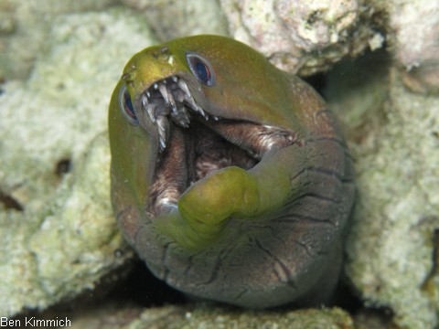 Gymnothorax javanicus, Riesenmurne