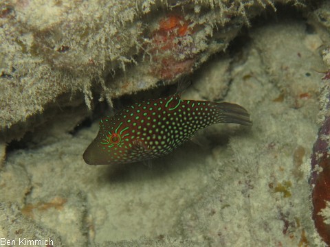 Canthigaster janthinoptera, Netz-Spitzkopf-Kugelfisch