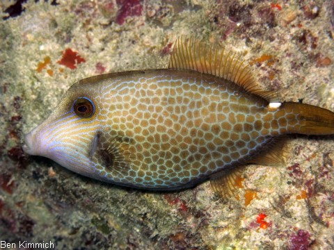 Feilenfische