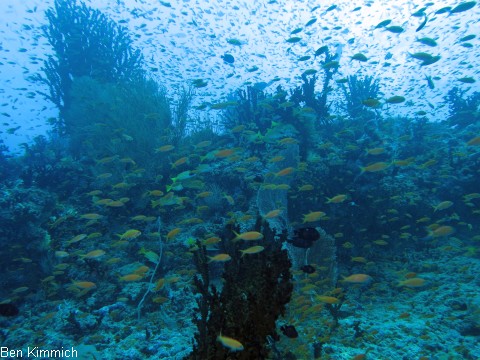 Pseudanthias squamipinnis Juwelen Fahnenbarsch