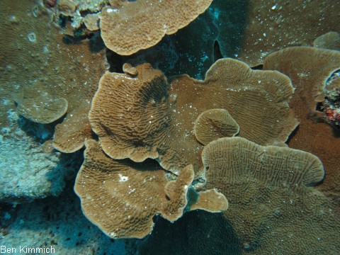 Montipora foliosa rot, Kleinpolypige Steinkoralle