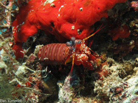 Odontodactylus scyllarus, Clown Fangschreckenkrebs