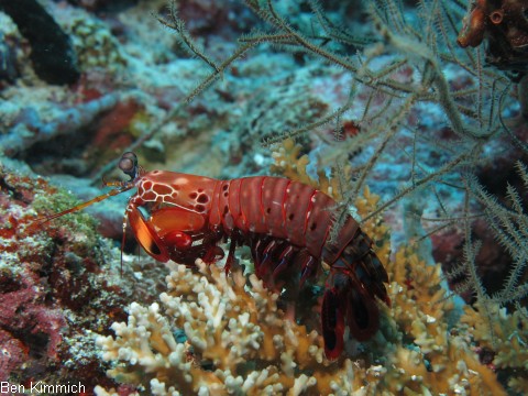 Odontodactylus scyllarus, Clown Fangschreckenkrebs