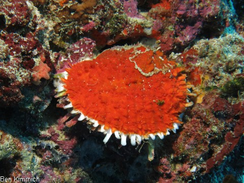 Spondylus varius, Stachelauster