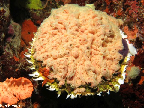 Spondylus varius, Stachelauster