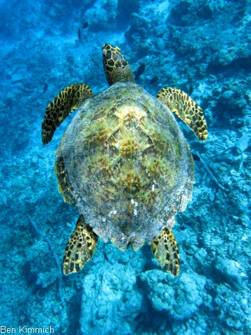 , Schildkrte