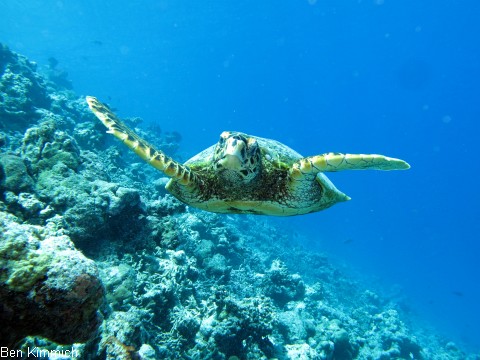 , Schildkrte