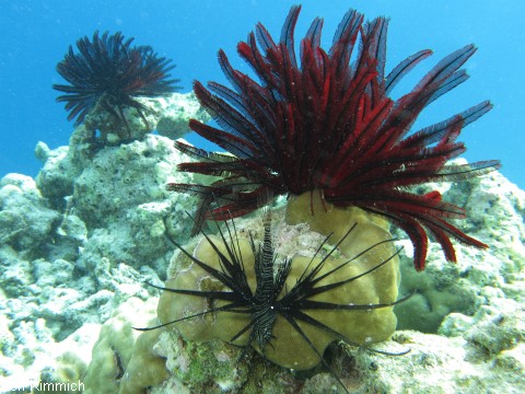 Pterois volitans, Rotfeuerfisch