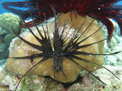 Pterois volitans, Rotfeuerfisch