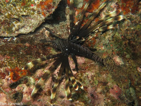 Pterois volitans, Rotfeuerfisch