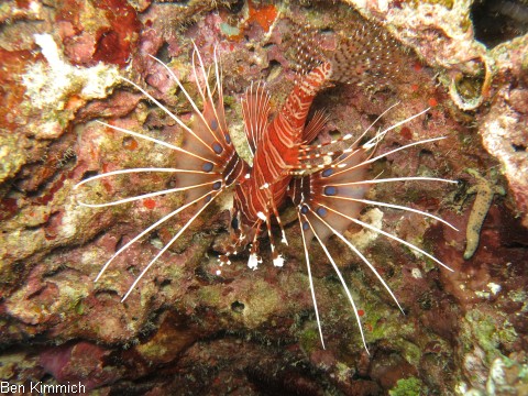 Pterois antennata, Antennen-Feuerfisch