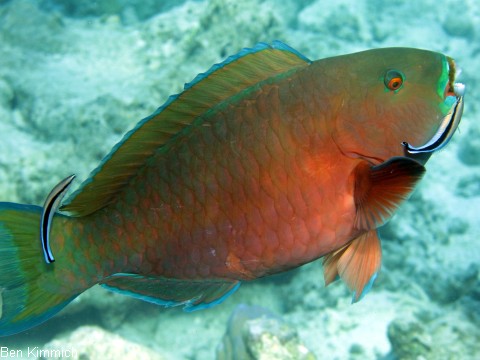 Papageienfische
