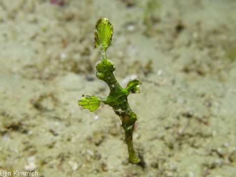 Geisterpfeifenfische