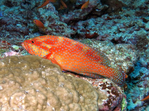 Cephalopholis miniata, Juwel-Zackenbarsch