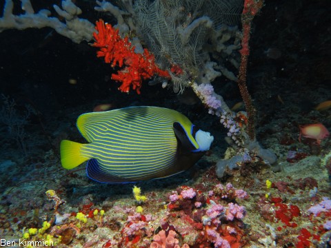 Pomacanthus imperator, Imperator Kaiserfisch