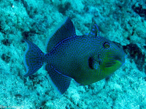 Pseudobalistes fuscus, Blaustreifen Drckerfisch