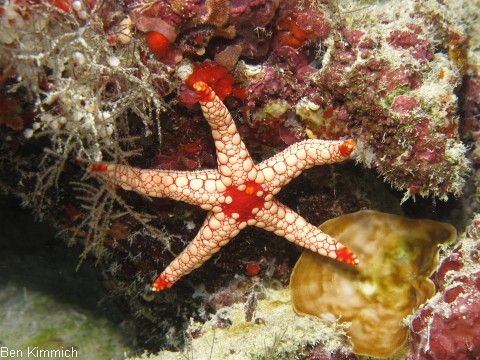 Seesterne