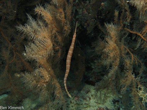 Aulostomus chinensis, Pazifischer Trompetenfisch