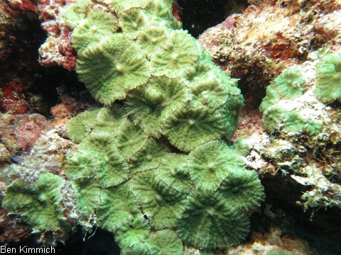 , Scheibenanemone