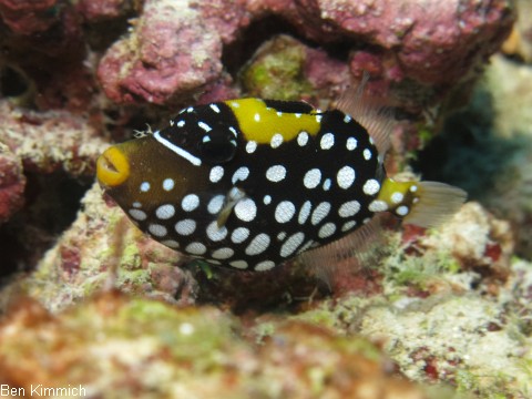 Balistoides conspicillum, Leopardendrcker