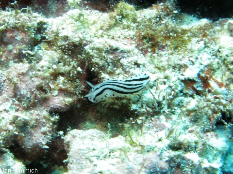 Phyllidiopsis phiphiensis, Warzensternschnecke