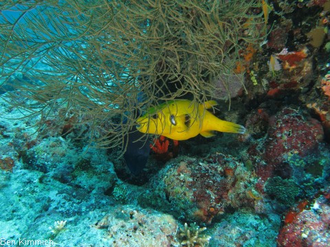 Arothron nigropunctatus, Schwarzflecken Kugelfisch
