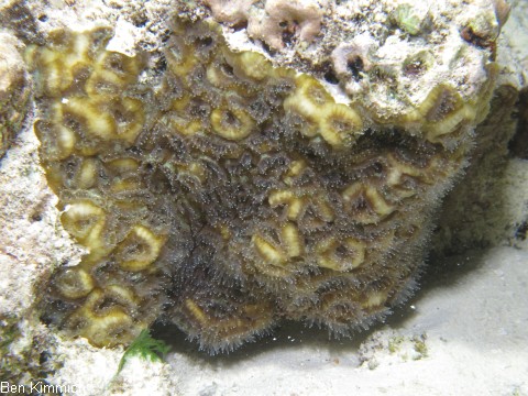 Caulastraea furcata, Fltenkoralle oder Fingerkoralle