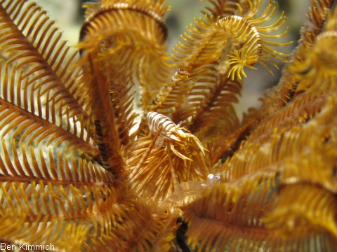Araiopontonia odontorhyncha, Haastern Garnele oder Laomenes amboinensis, Ambon Putzergarnele