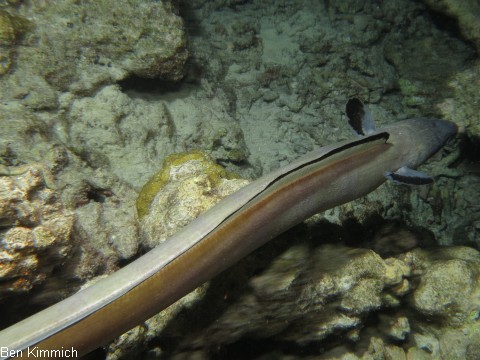 Ophichthus altipennis, Sand-Schlangenaal