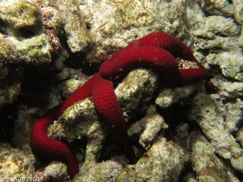 Tamaria stria, Tamarisken Seestern