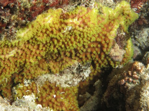 Turbinaria reniformis, Steinkoralle