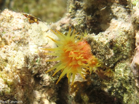 Tubastraea, Kelchkoralle
