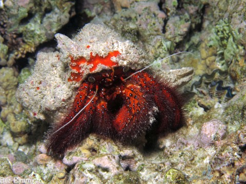 Dardanus megistos, Weisspunkt-Einsiedler